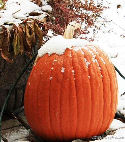 Christmas Frosted Pumpkin Wax Melt Snap Bar - Candles Sniffs & Gifts 