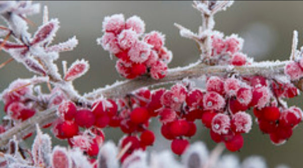 Frosted Berries Car Freshener - Candles Sniffs & Gifts 