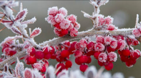 Frosted Berries Car Freshener - Candles Sniffs & Gifts 