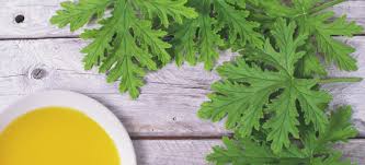 Citronella Wax Melt Snap Bar - Candles Sniffs & Gifts 