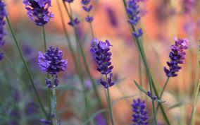 Goodnight Lavender Room Spray 100ml - Candles Sniffs & Gifts 