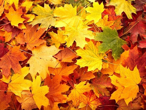 Autumn Leaves Wax Melt Snap Bar - Candles Sniffs & Gifts 