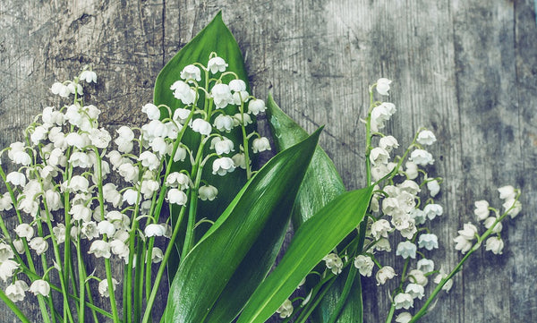 Lily Of The Valley Wax Melt Snap Bar - Candles Sniffs & Gifts 