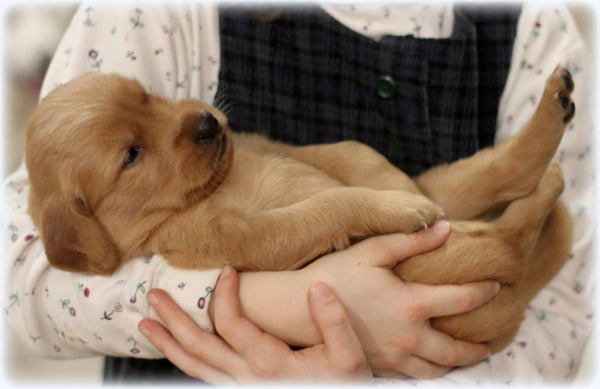 Puppy Snuggles Wax Melt Snap Bar - Candles Sniffs & Gifts 